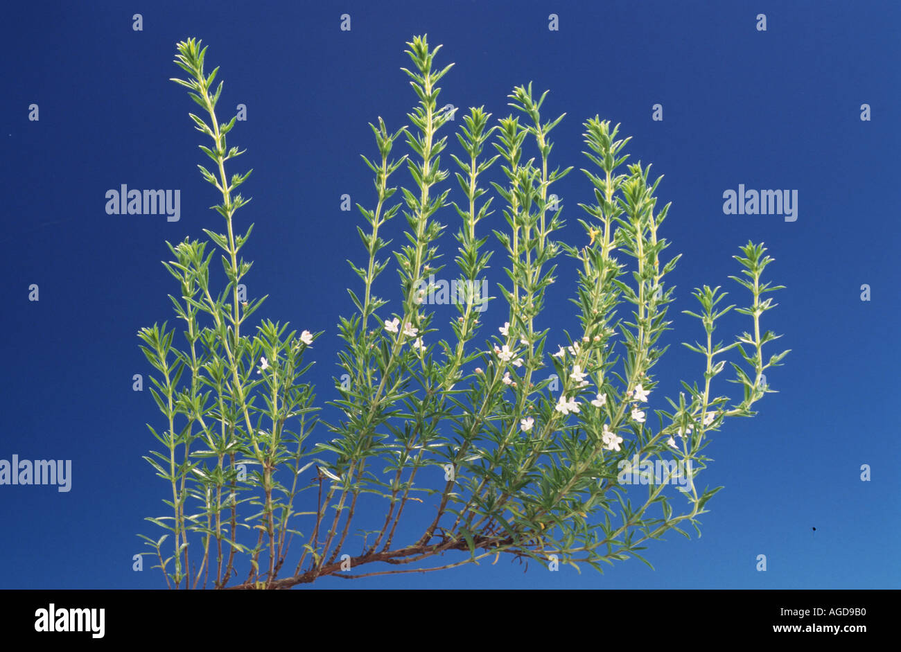 Satureja hortensis Bohnenkraut Stock Photo