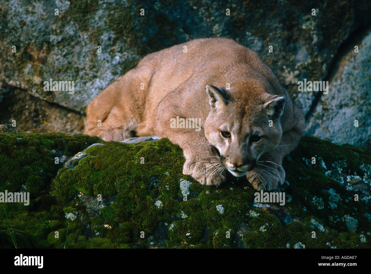 Mountain lion claws hi-res stock photography and images - Alamy