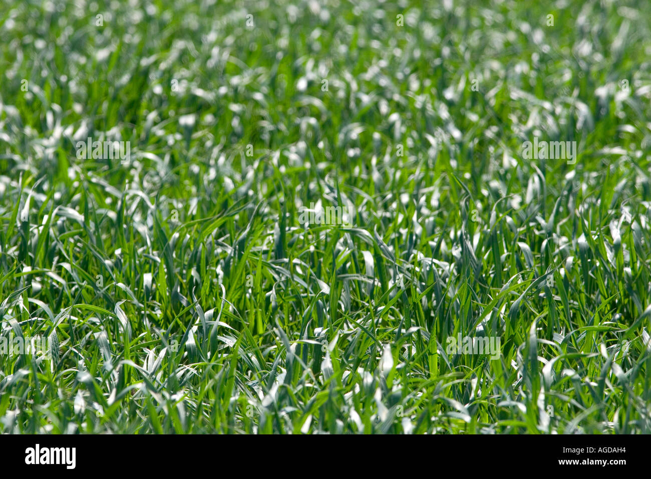 Young green wheat field in Canyon County, Idaho. Stock Photo