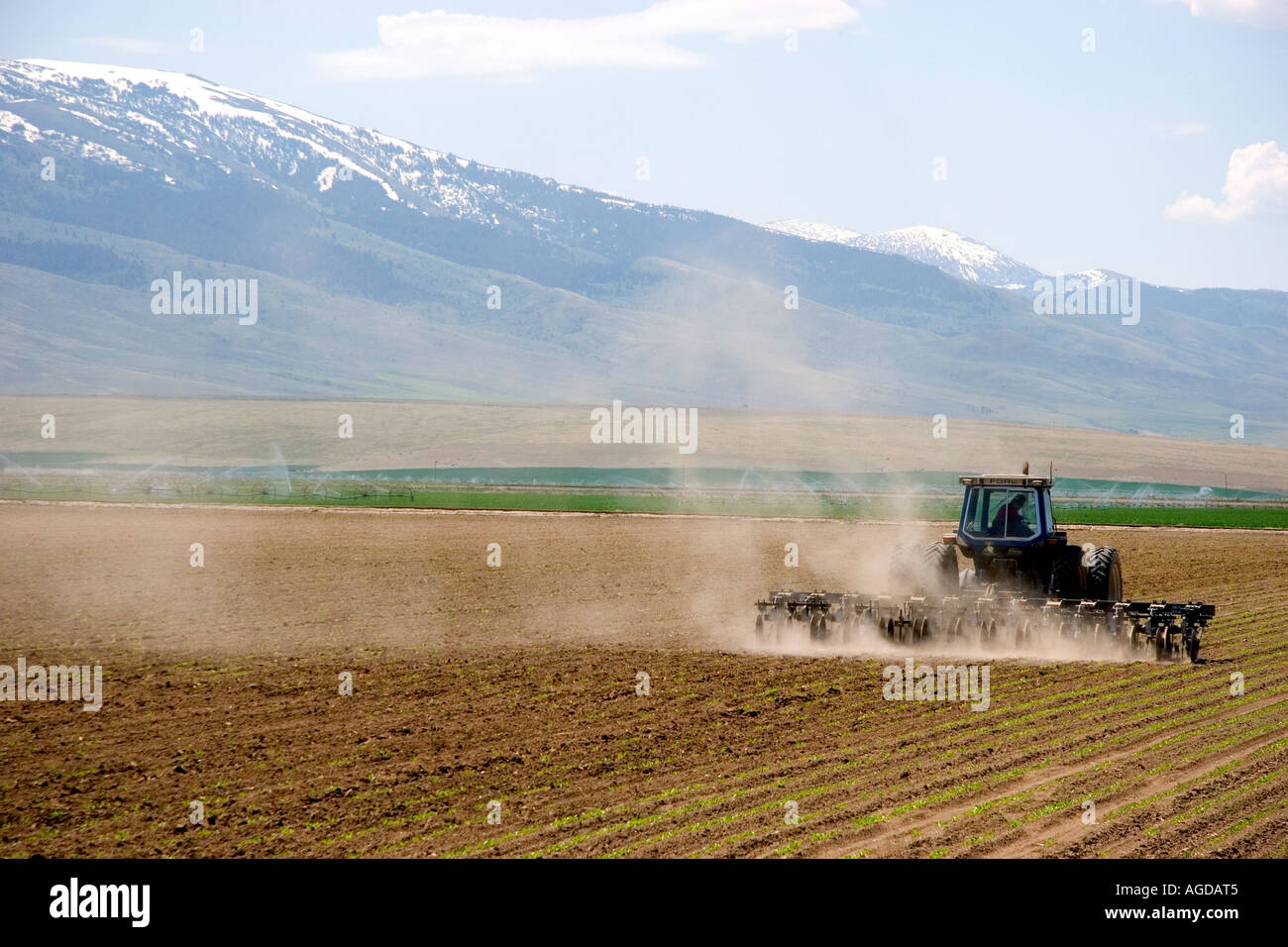 Cultivating sugar beets near Burley, Idaho. Stock Photo