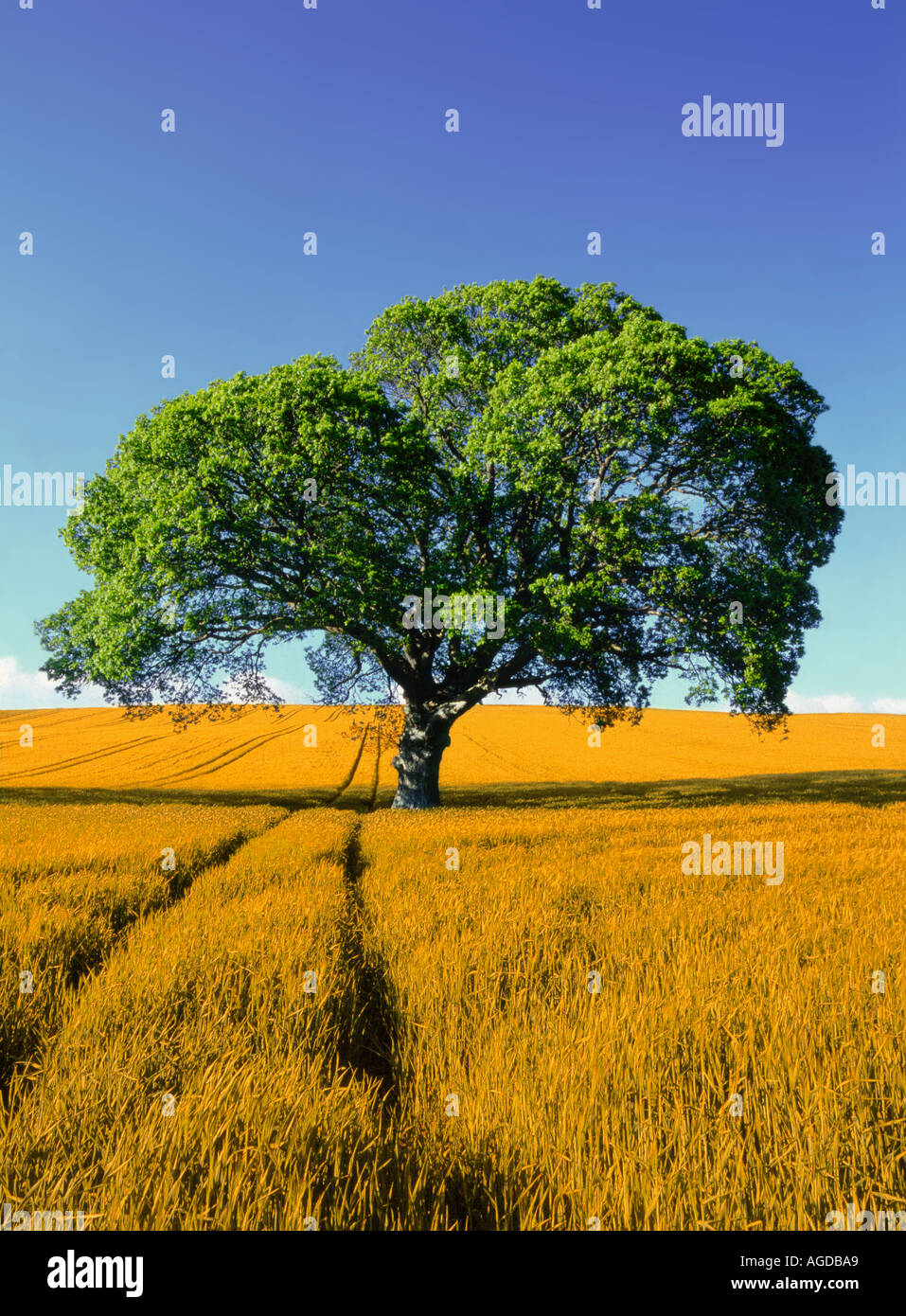 Corn tree hi-res stock photography and images - Alamy