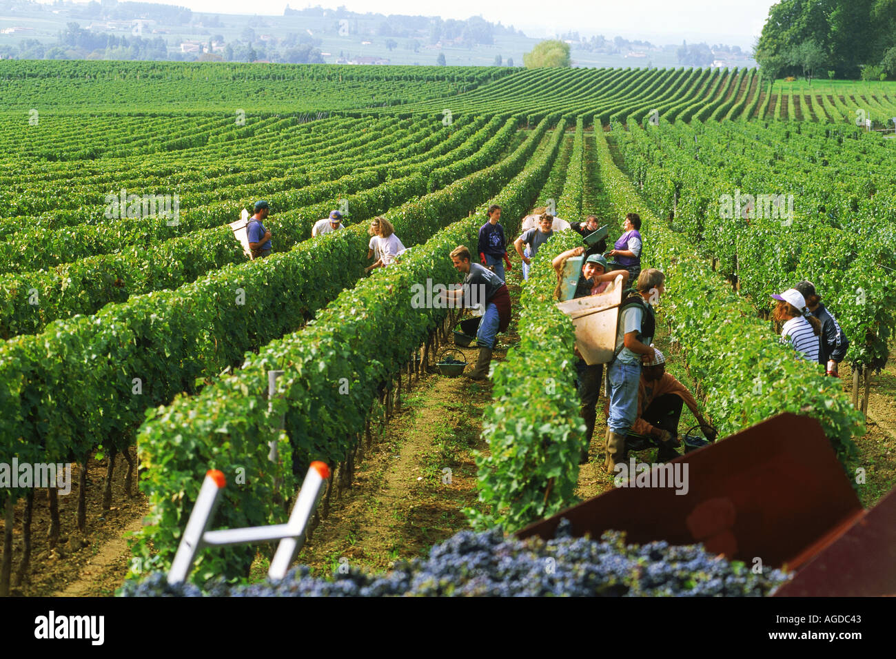 Сбор франции. Сбор винограда. Сборная футбольная команда франции. Виноградники франции. Сбор франции.