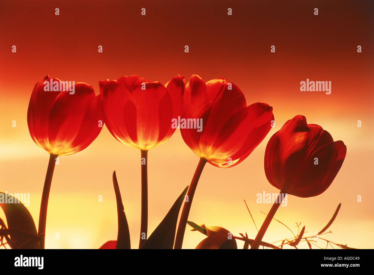 Red tulips highlighted under sunset skies Stock Photo