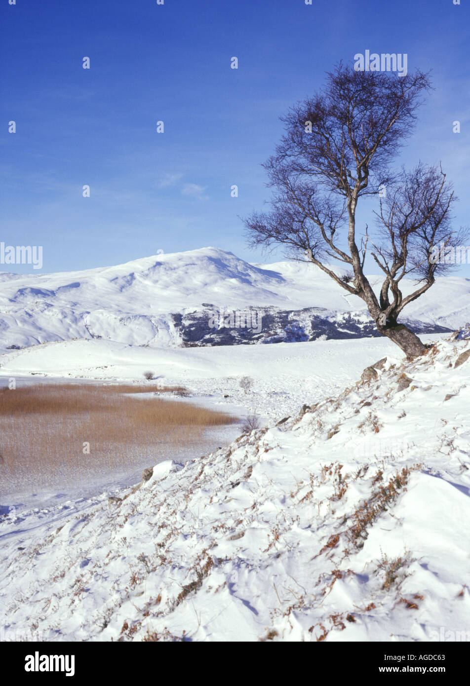dh Beinn a Chuallaich LOCHAN AN DAIM PERTHSHIRE Winter mountain snow on hillside isolated tree lochside reeds Stock Photo