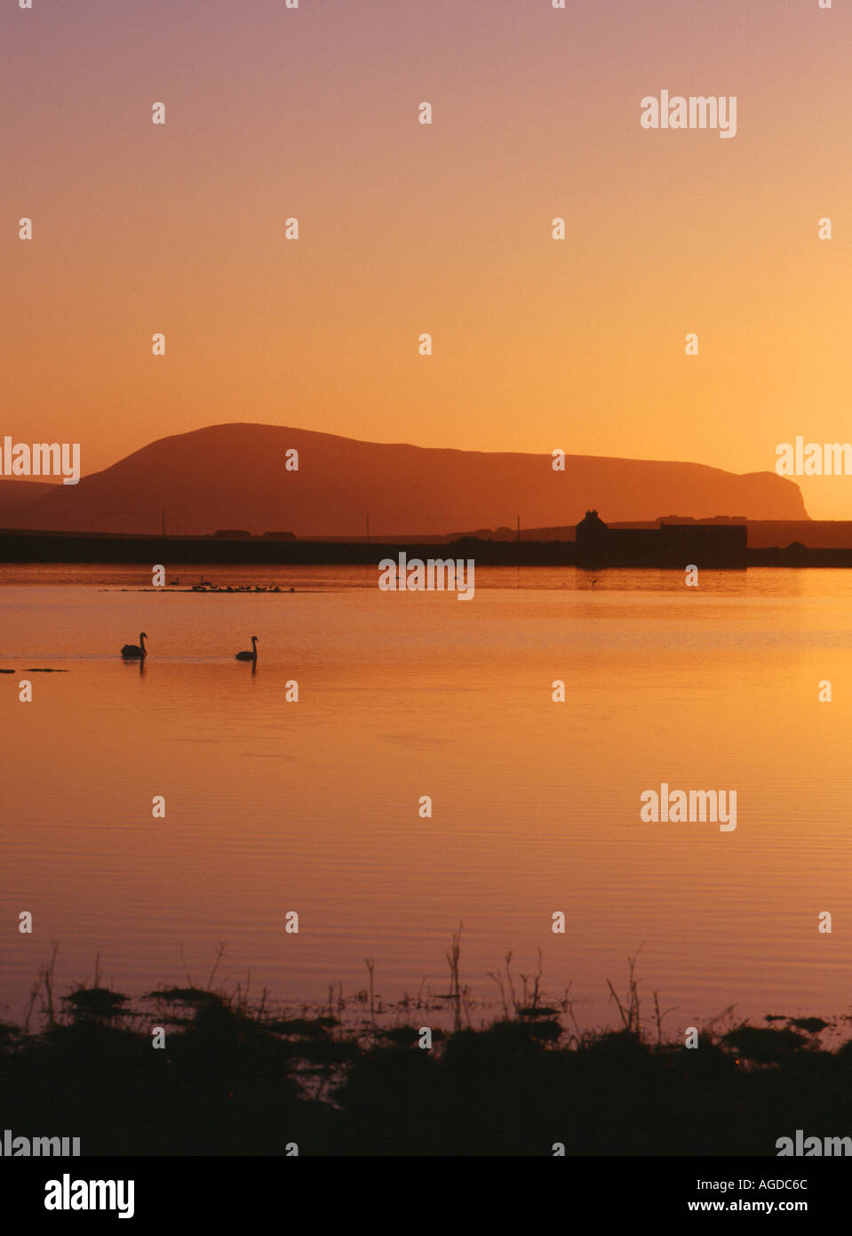 dh Loch of Harray STENNESS ORKNEY Sunset swan pair Hoy Hills wildlife serene dusk uk birds winter scotland Stock Photo