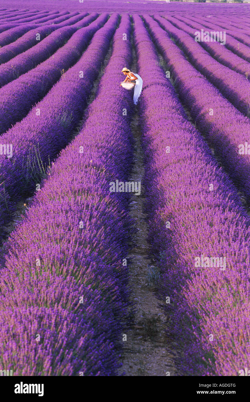 Lady in white dress in field of lavender in Provence Stock Photo Alamy