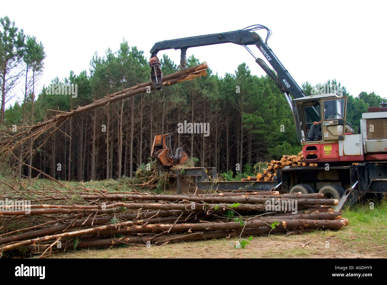 A logging operation on a pine plantation near Griffithville, in east central Arkansas. Stock Photo