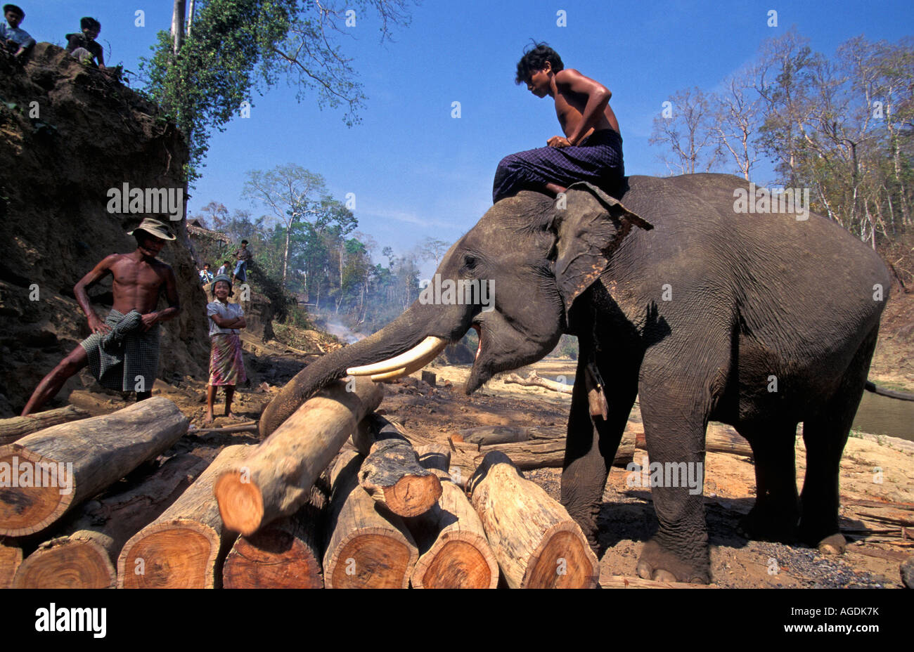 Elephant carrying log hires stock photography and images Alamy