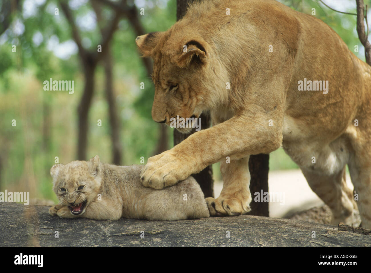 Lioness Panthera leo with cub in Zimbabwe Stock Photo
