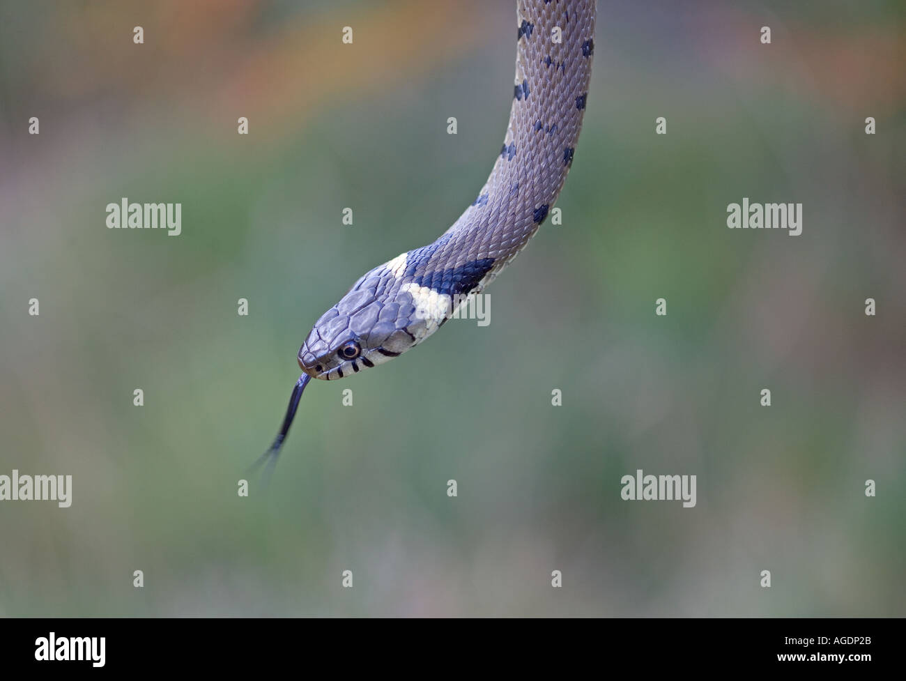 Grass Snake Natrix natrix Stock Photo
