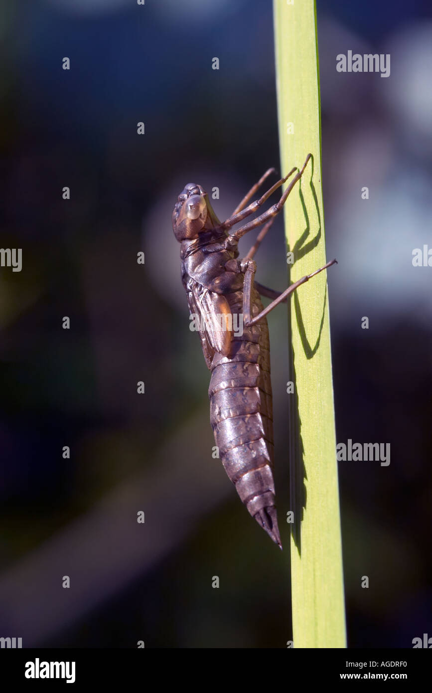 Exuvia of Common Darter dragonfly on a reed stem in a Surrey garden Stock Photo