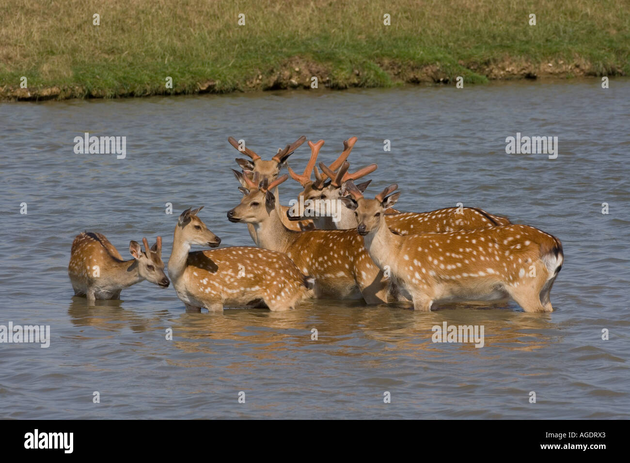 The chital or cheetal, also known as the spotted deer, or Axis Deer Axis axis Stock Photo