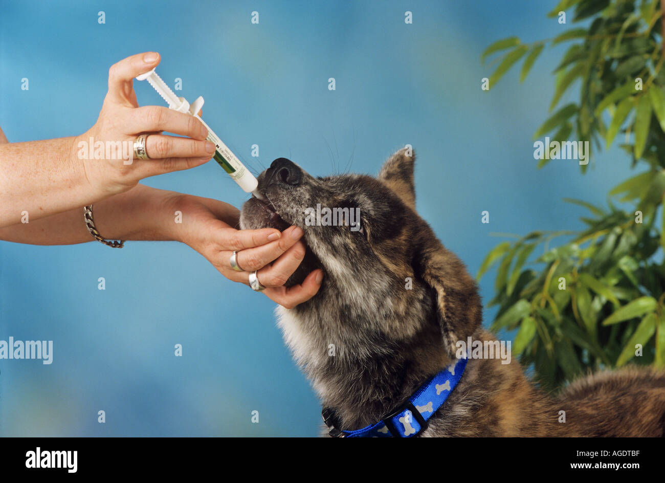 Dog getting injection hi-res stock photography and images - Alamy