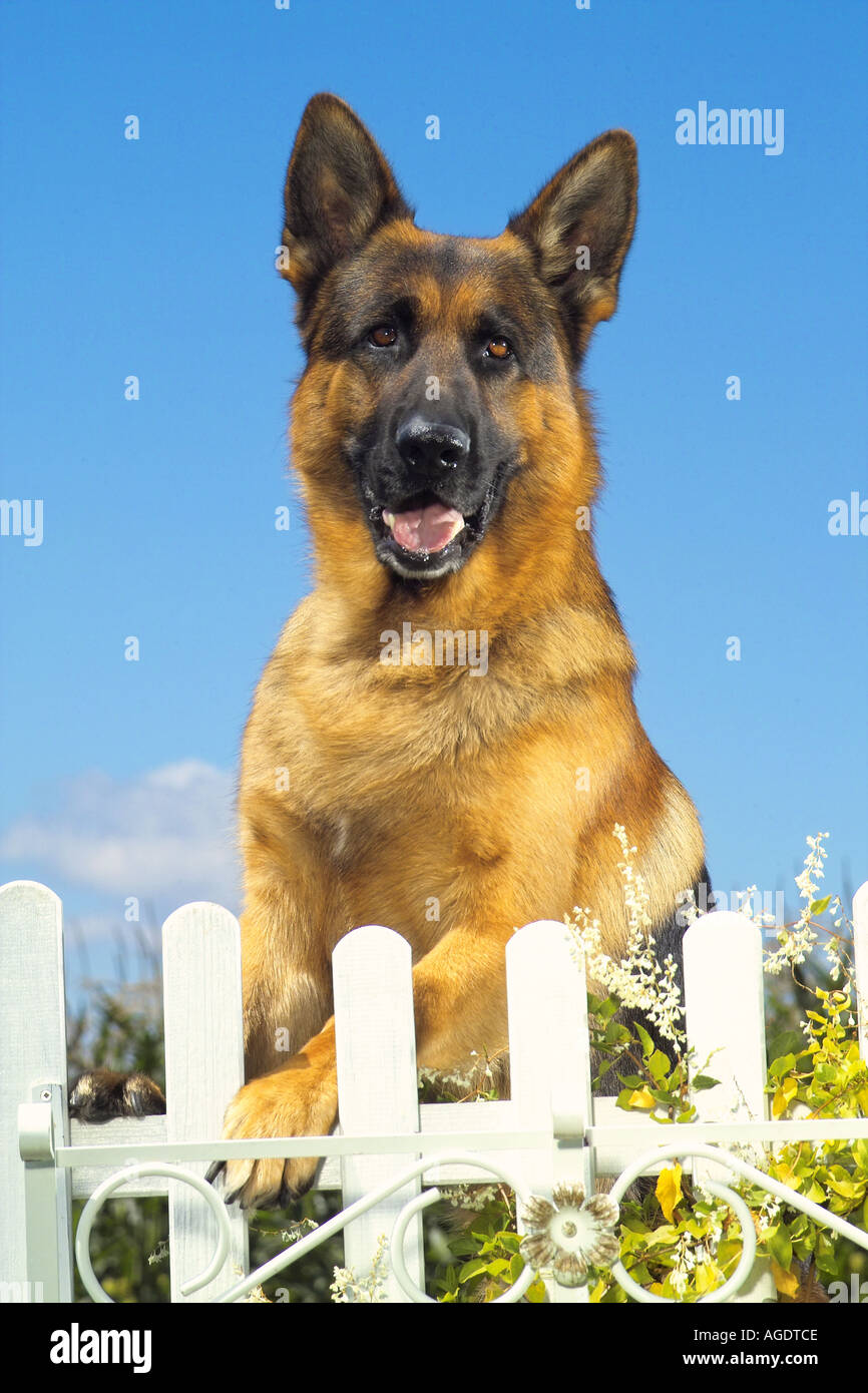 German shepherd dog behind fence Stock Photo Alamy