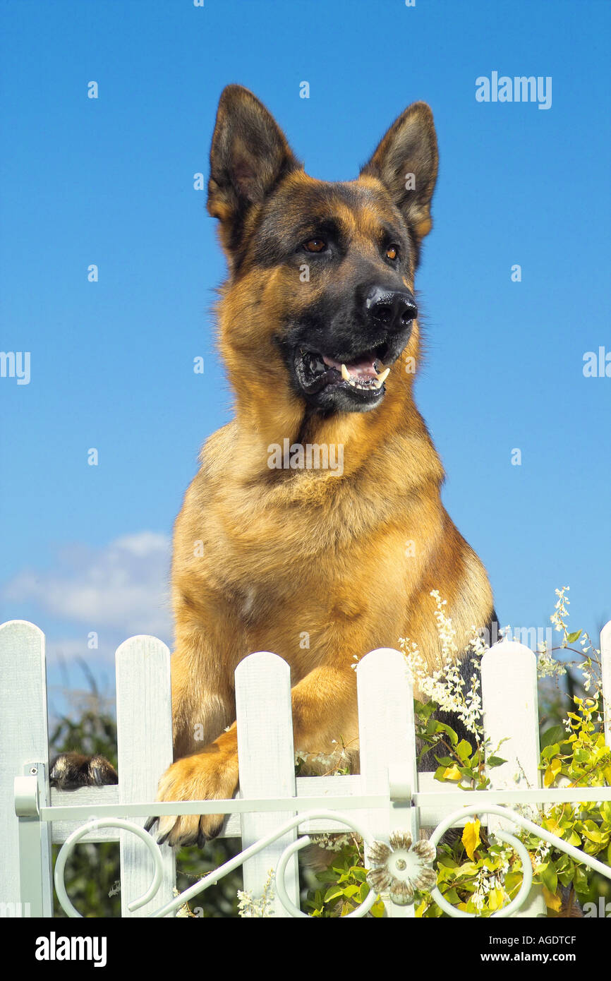 German shepherd dog behind fence Stock Photo Alamy
