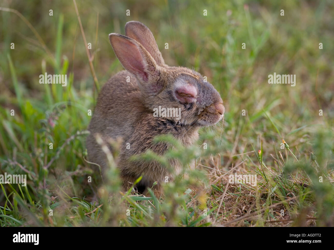 Rabbit Oryctolagus cuniculus with Myxomatosis Stock Photo