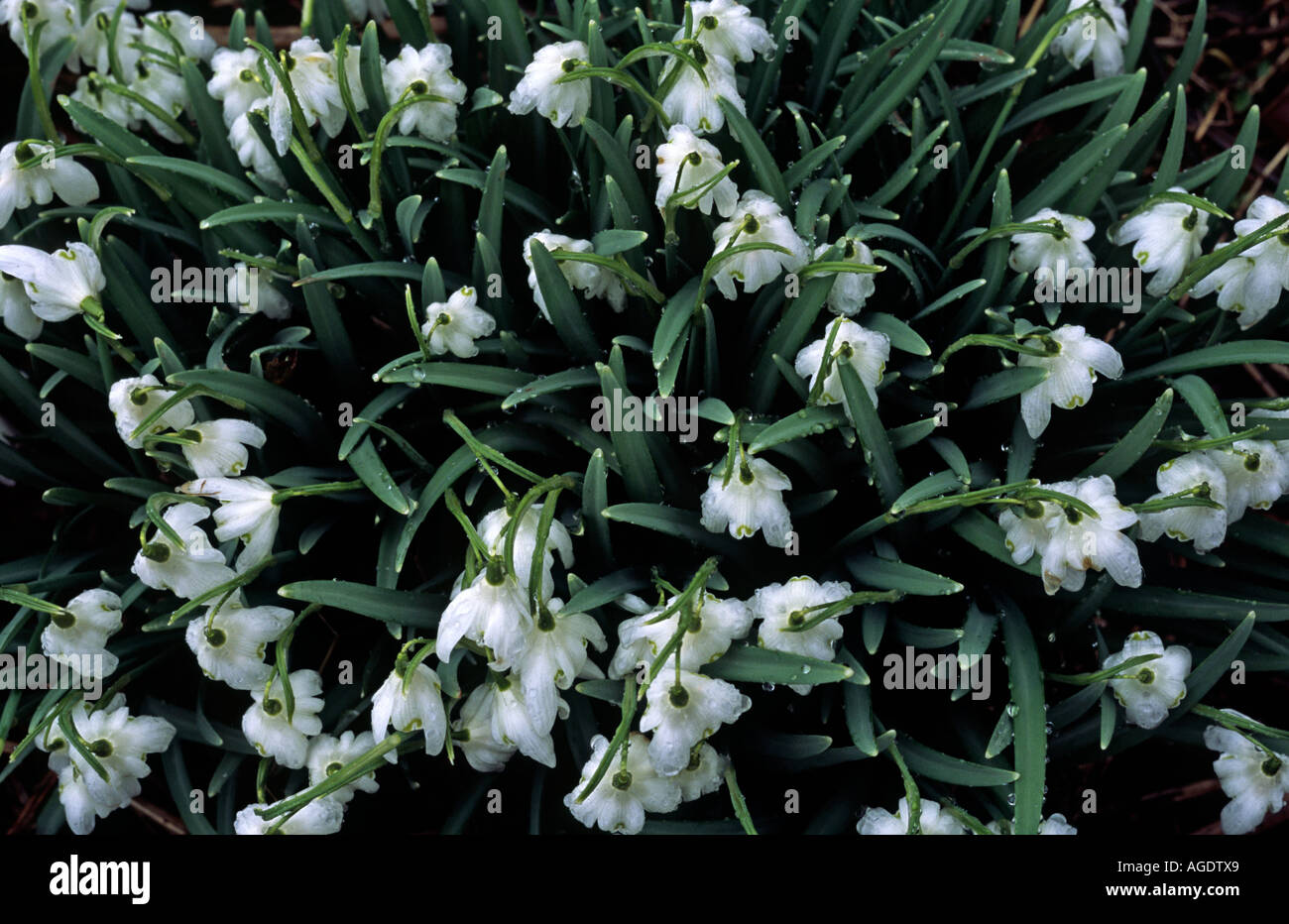 Snowdrops Stock Photo