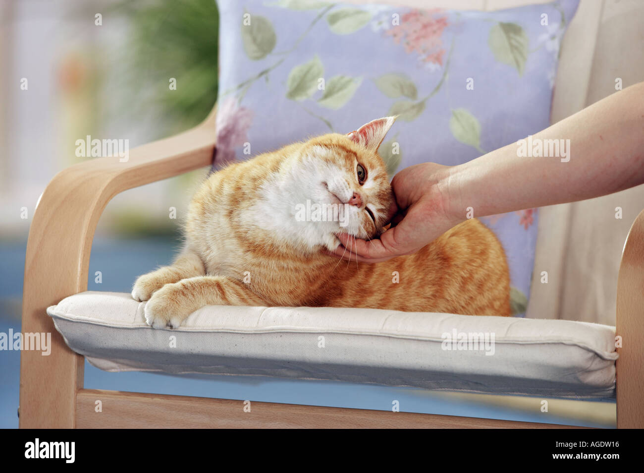 domestic cat - lying on chair Stock Photo