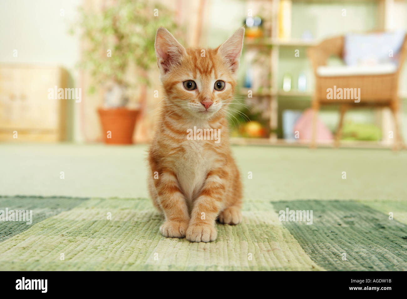 CAT. Kitten sitting in straw Stock Photo - Alamy