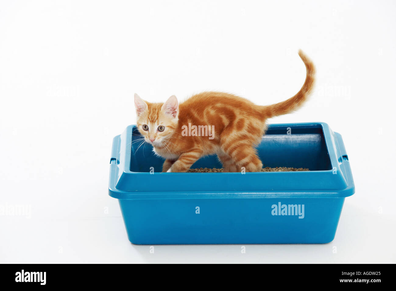 standing litter box
