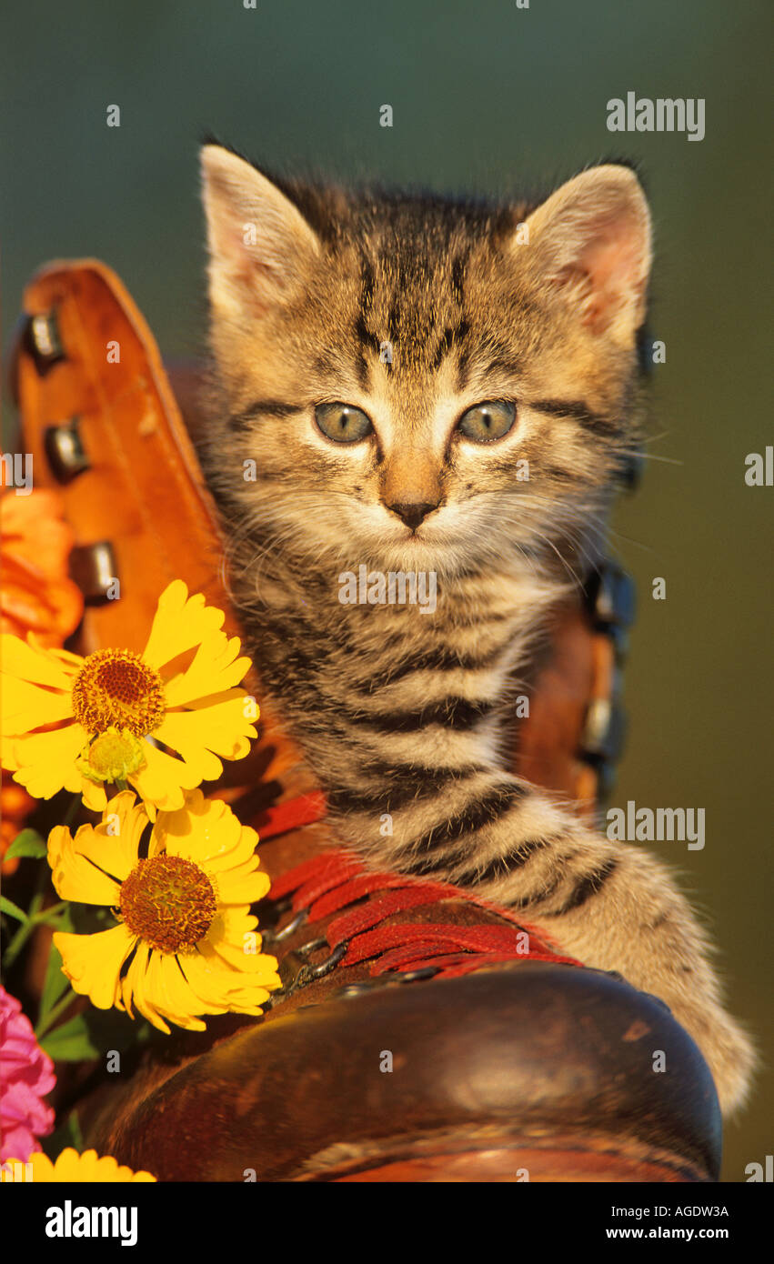 domestic cat kitten in boot Stock Photo Alamy