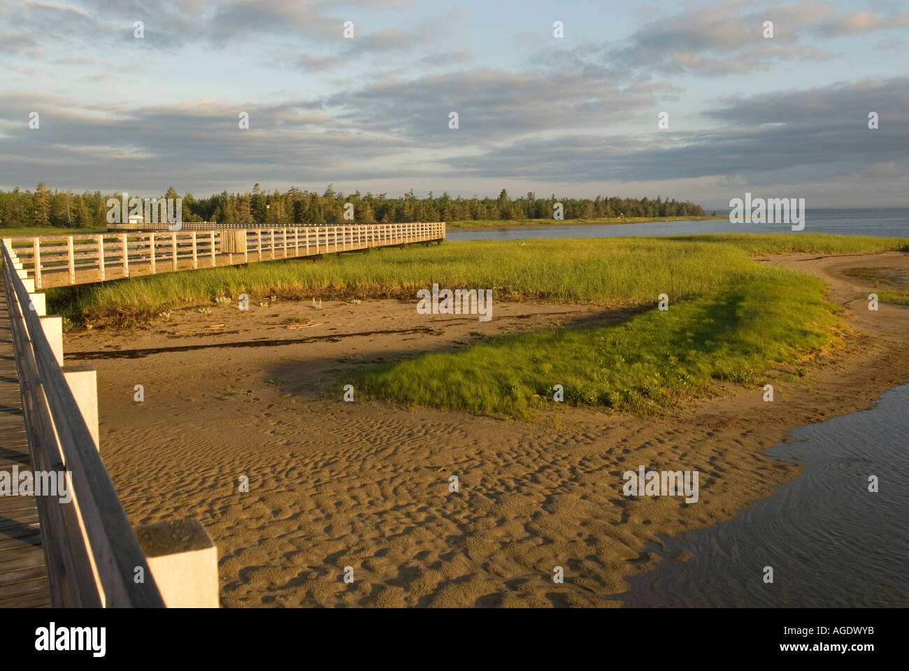 Stock image of boardwalk at sunrise over shifting sand dunes of