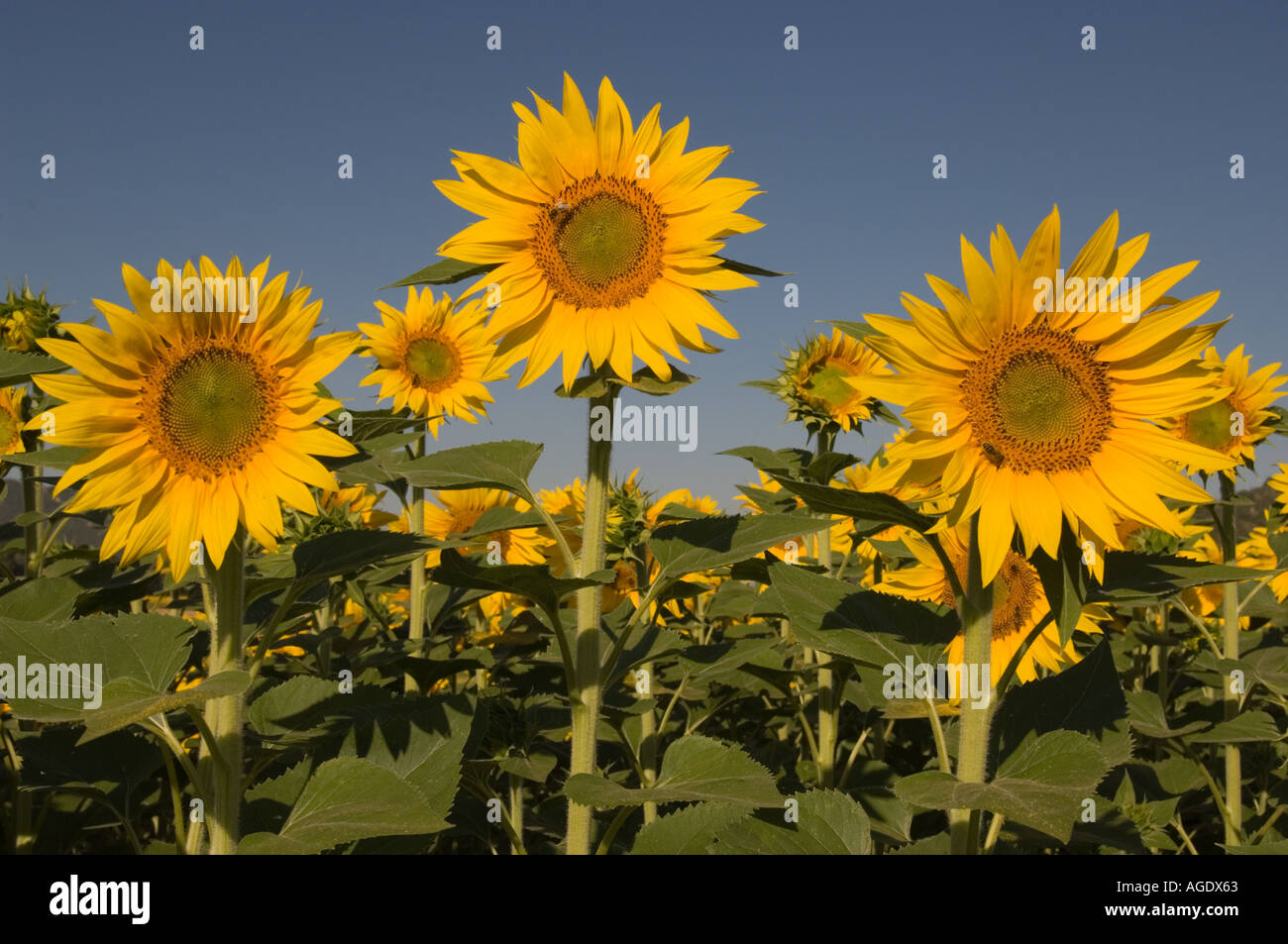 Sunflower Family Stock Photo