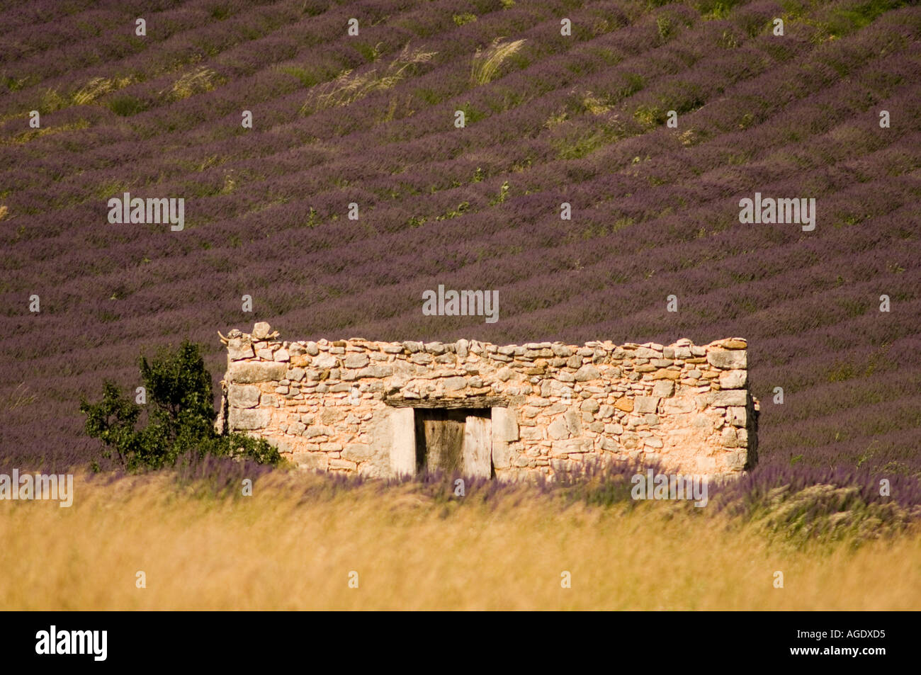 France Provence Sult area Lavender fields and stone bulding Stock Photo