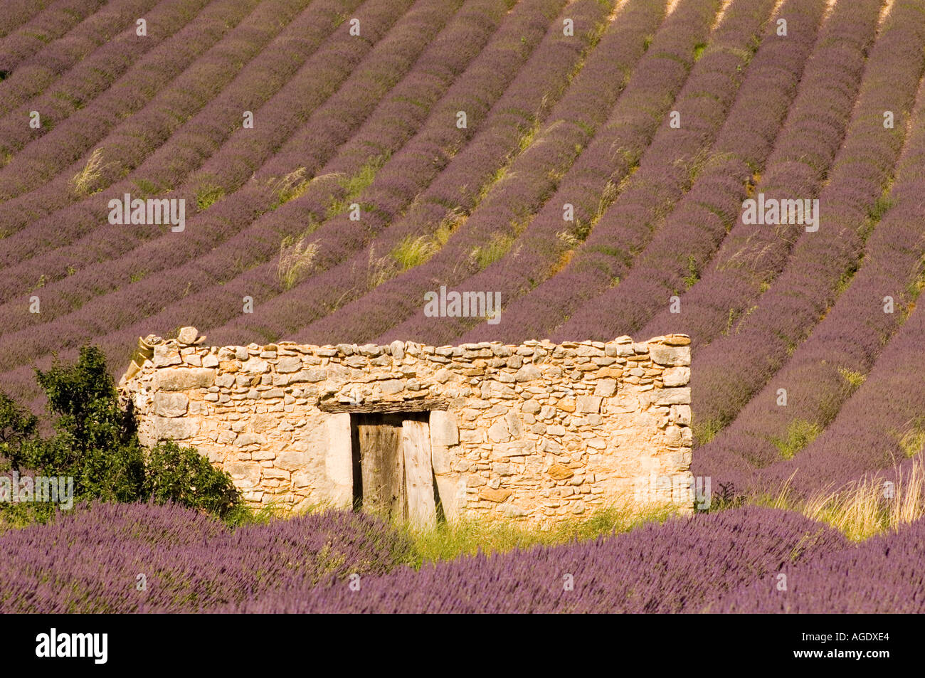 France Provence Sult area Lavender fields and stone bulding Stock Photo