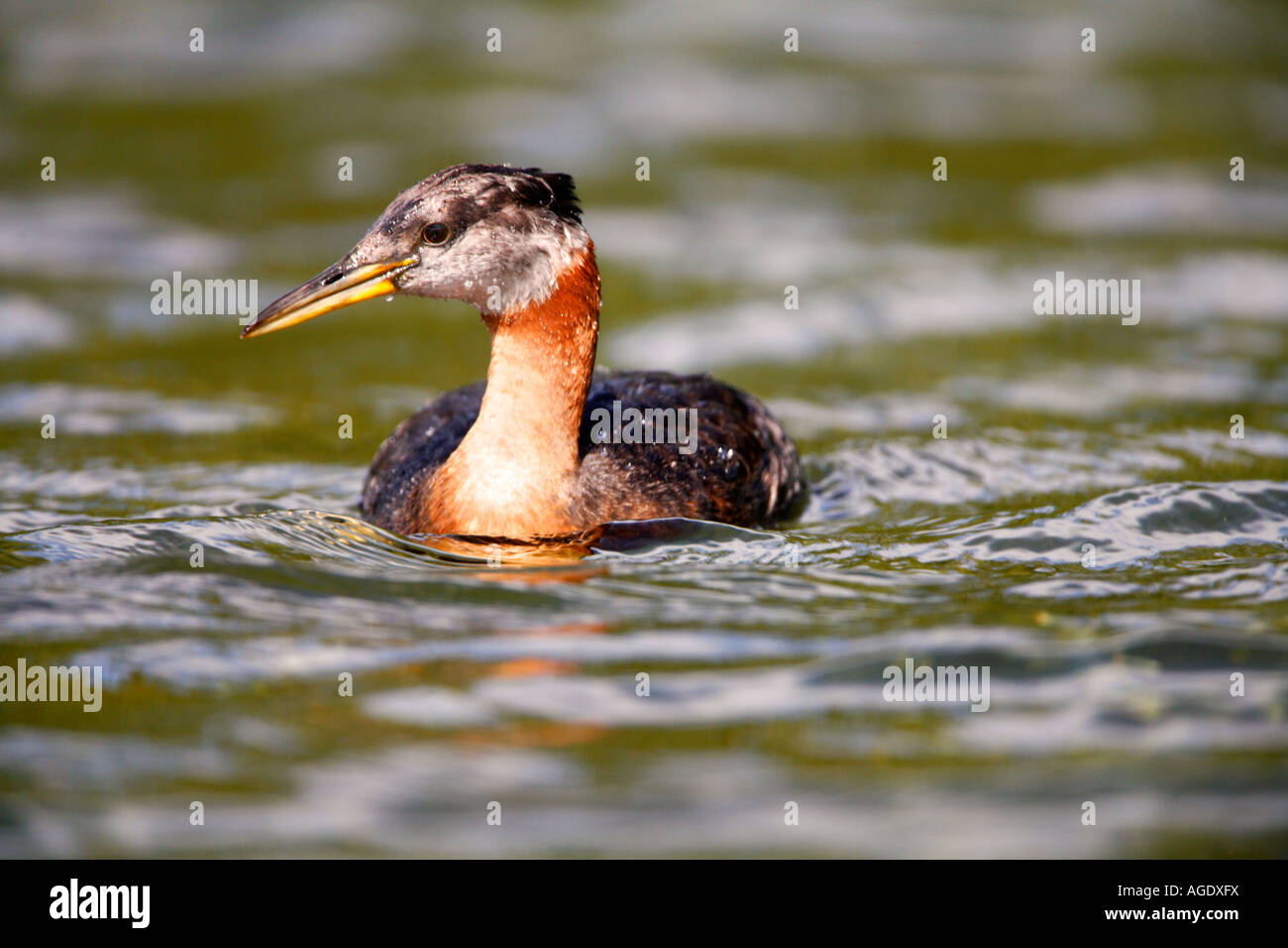 Red necked Grebe Finger Lake Wasilla Alaska Stock Photo