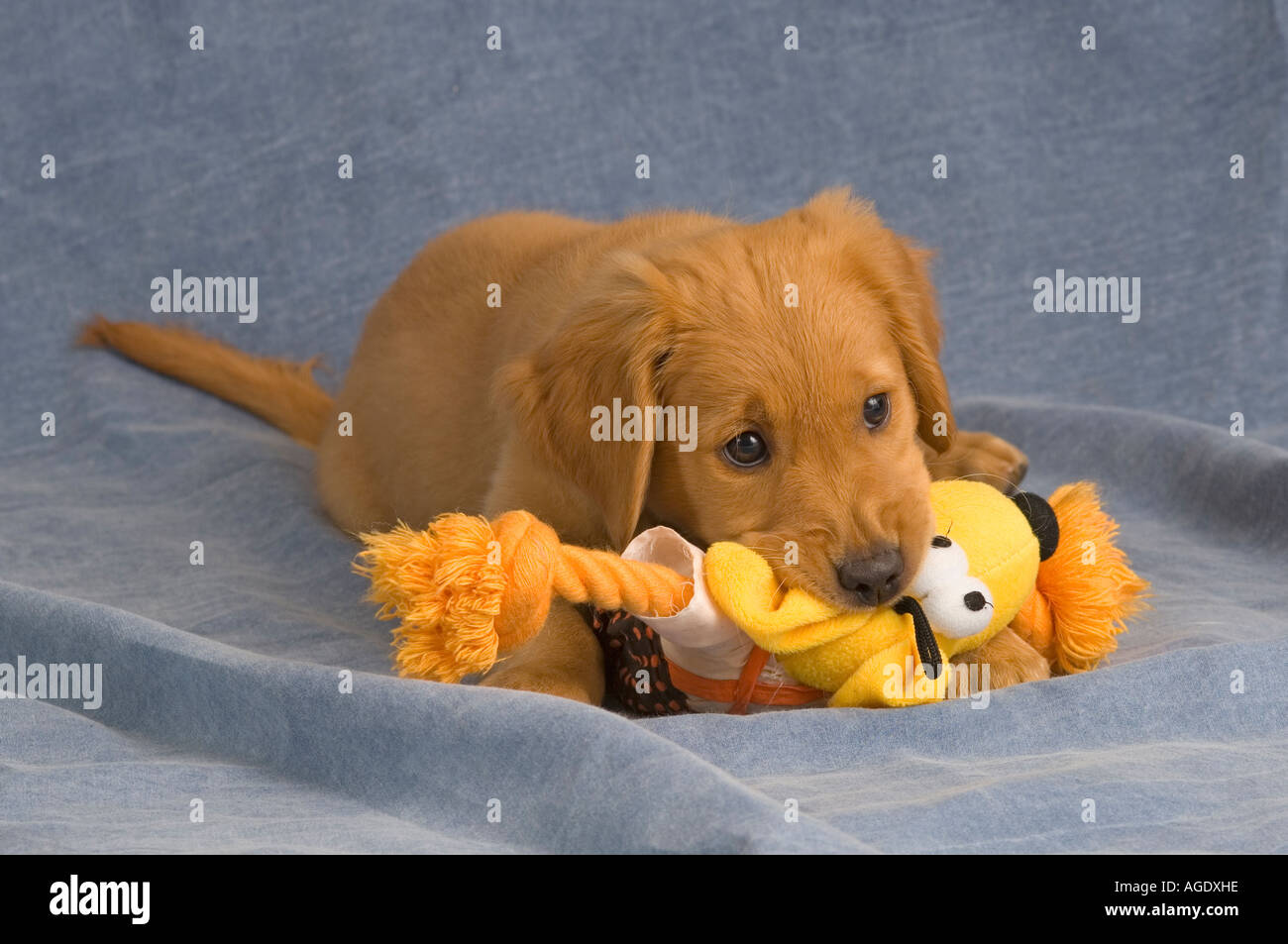 Golden Retriever puppy laying down with a toy in her mouth Stock Photo