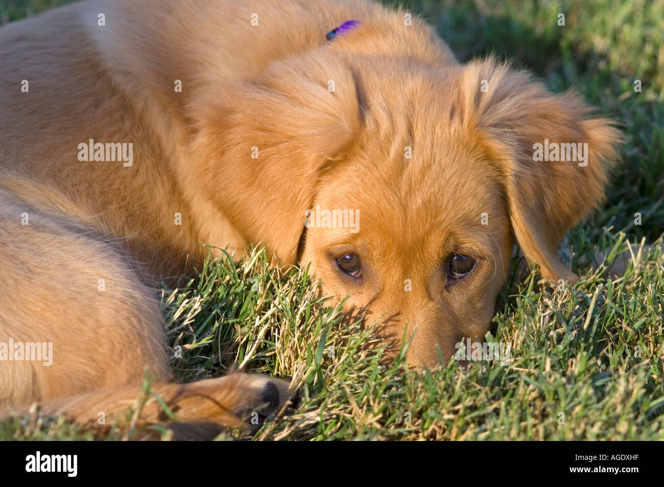 Golden Retriever puppy laying down in the grass Stock Photo - Alamy
