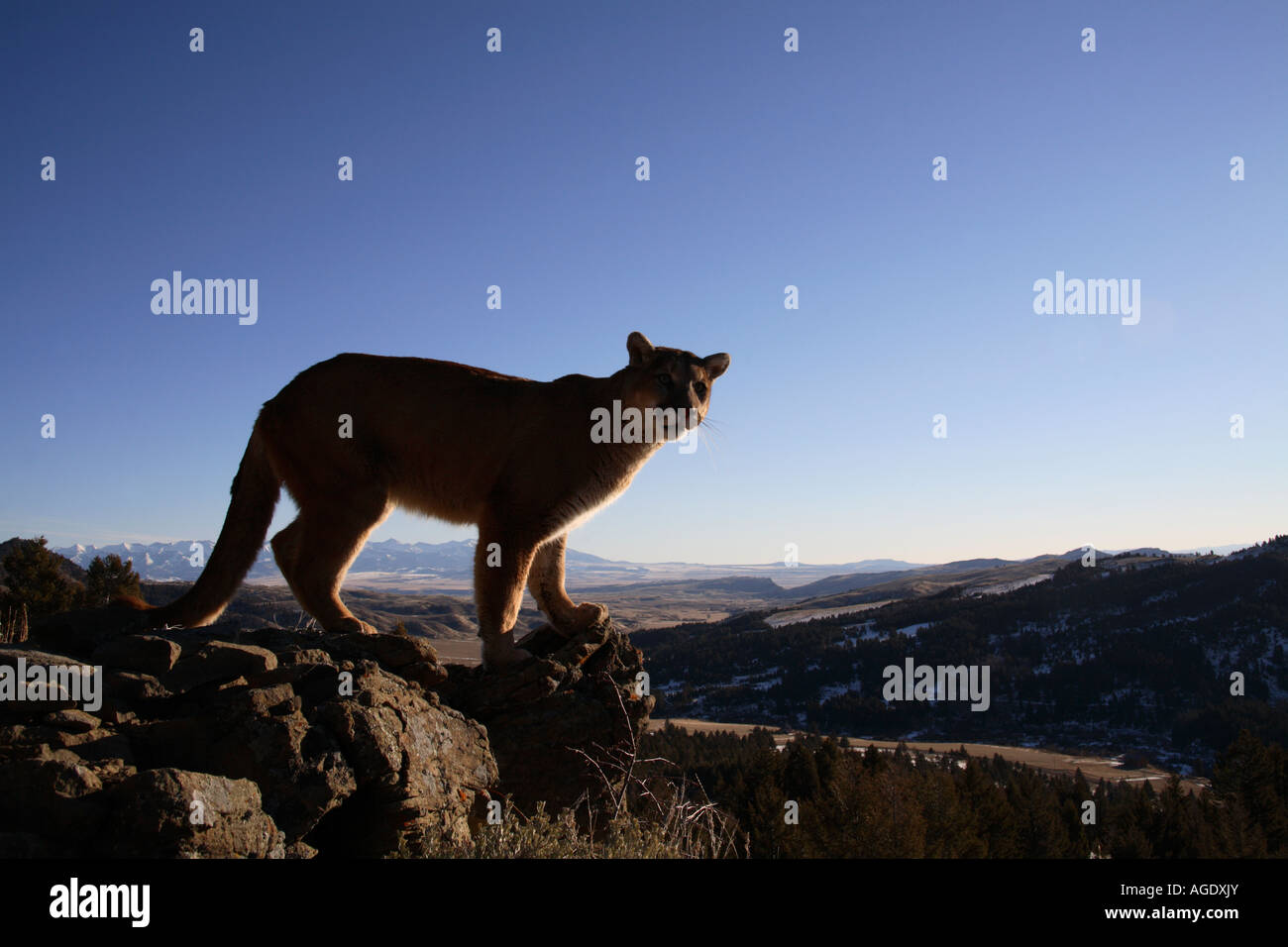 Mountain lion/Cougar (Felis concolor) Stock Photo