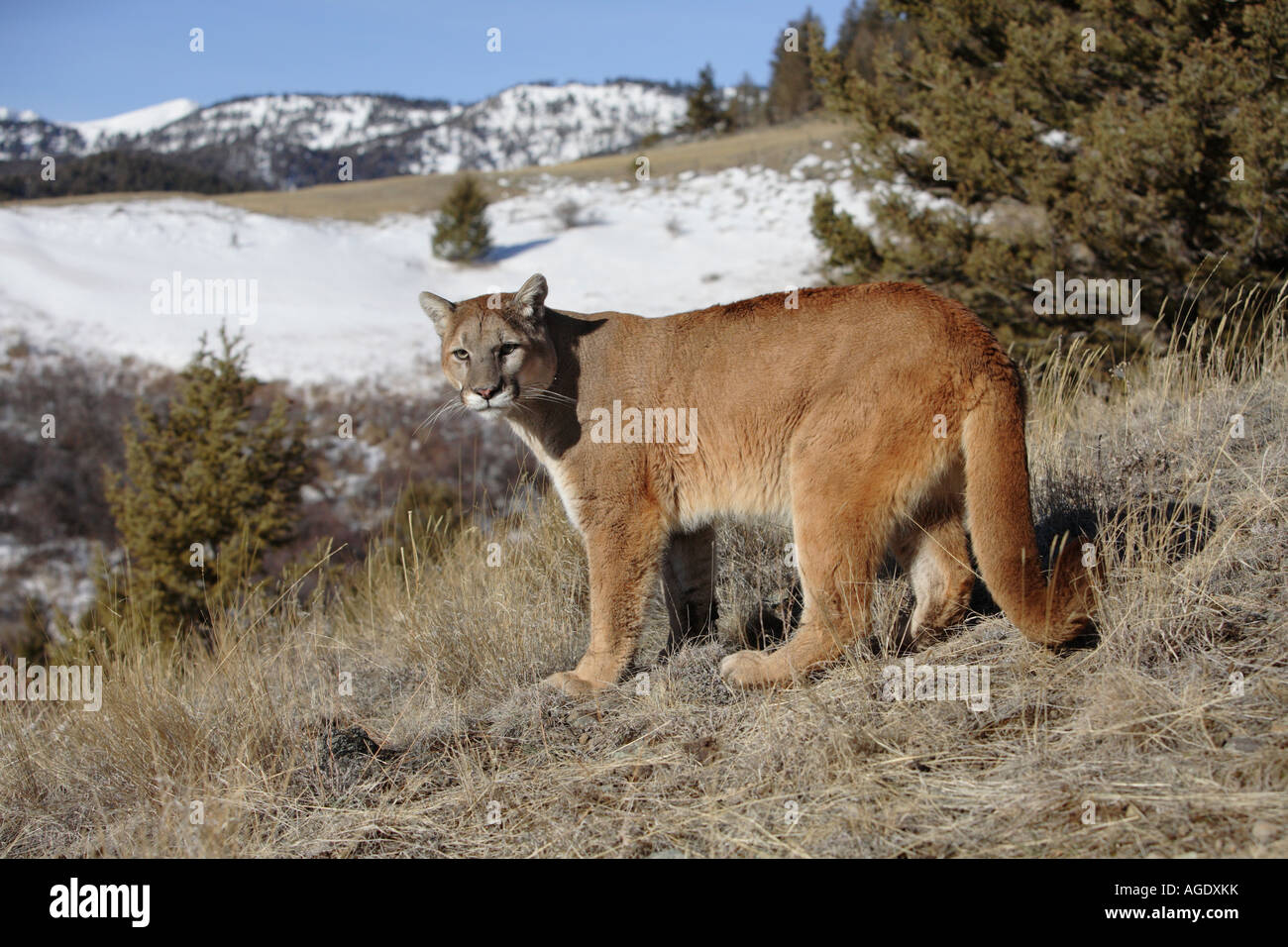 Mountain lion/Cougar (Felis concolor Stock Photo - Alamy