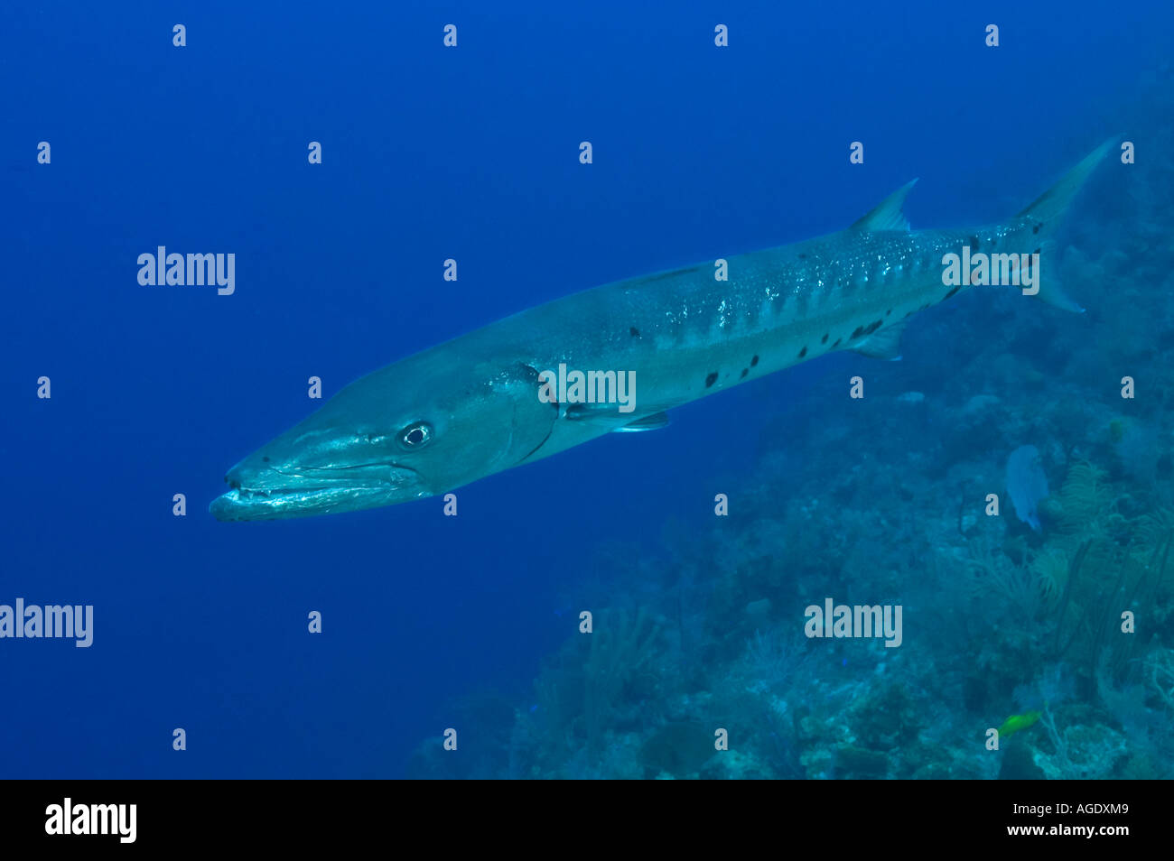 Great Barracuda in Little Cayman Stock Photo