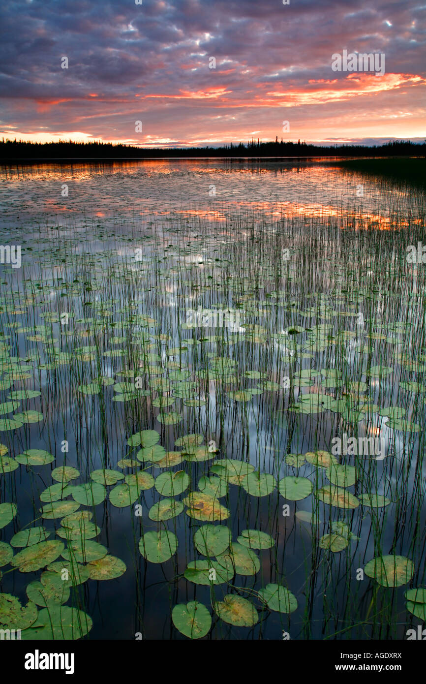 Deadman Lake Tetlin National Wildlife Refuge Alaska Stock Photo Alamy