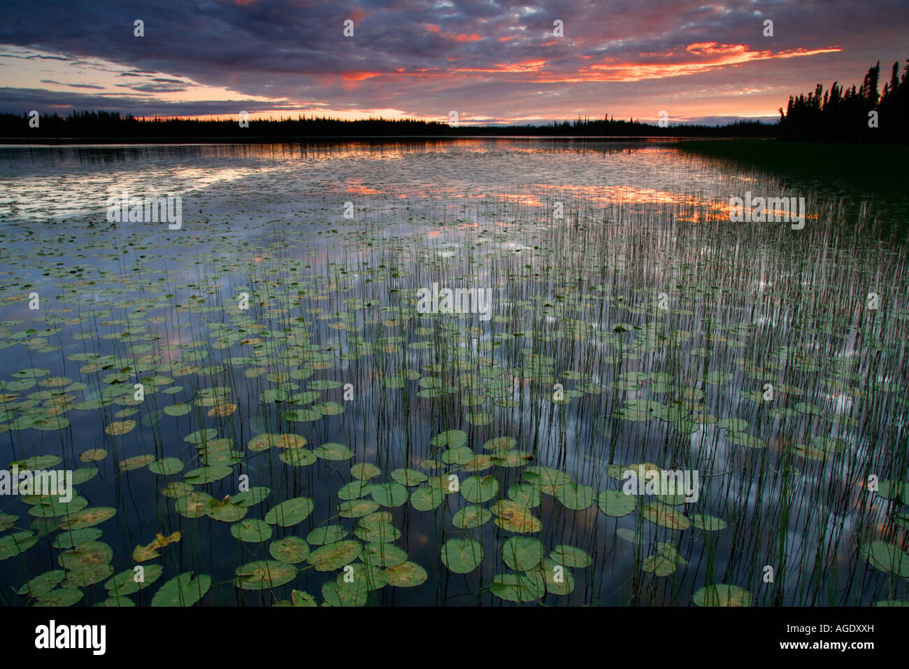 Deadman Lake Tetlin National Wildlife Refuge Alaska Stock Photo Alamy
