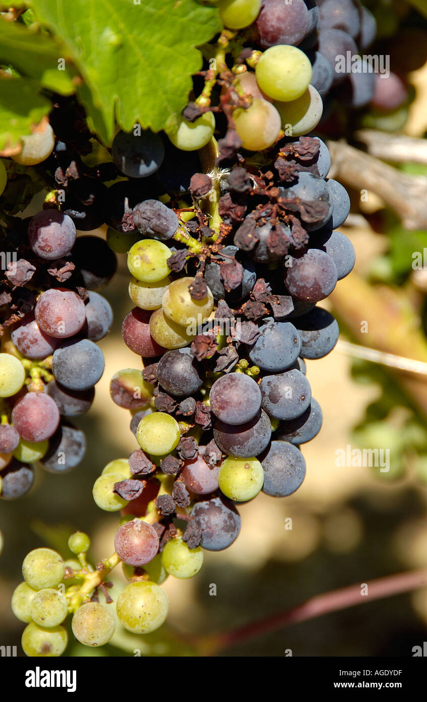 Botrytized grapes Stock Photo