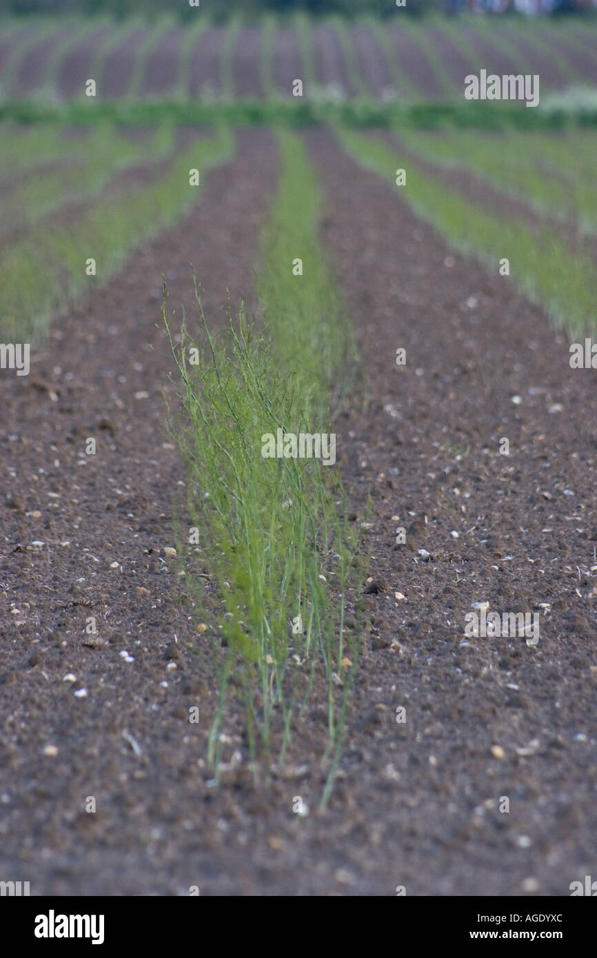 Asparagus crop early on in first year of its three year growth cycle