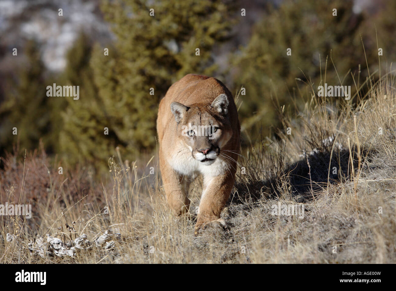 Mountain lion/Cougar (Felis concolor Stock Photo - Alamy