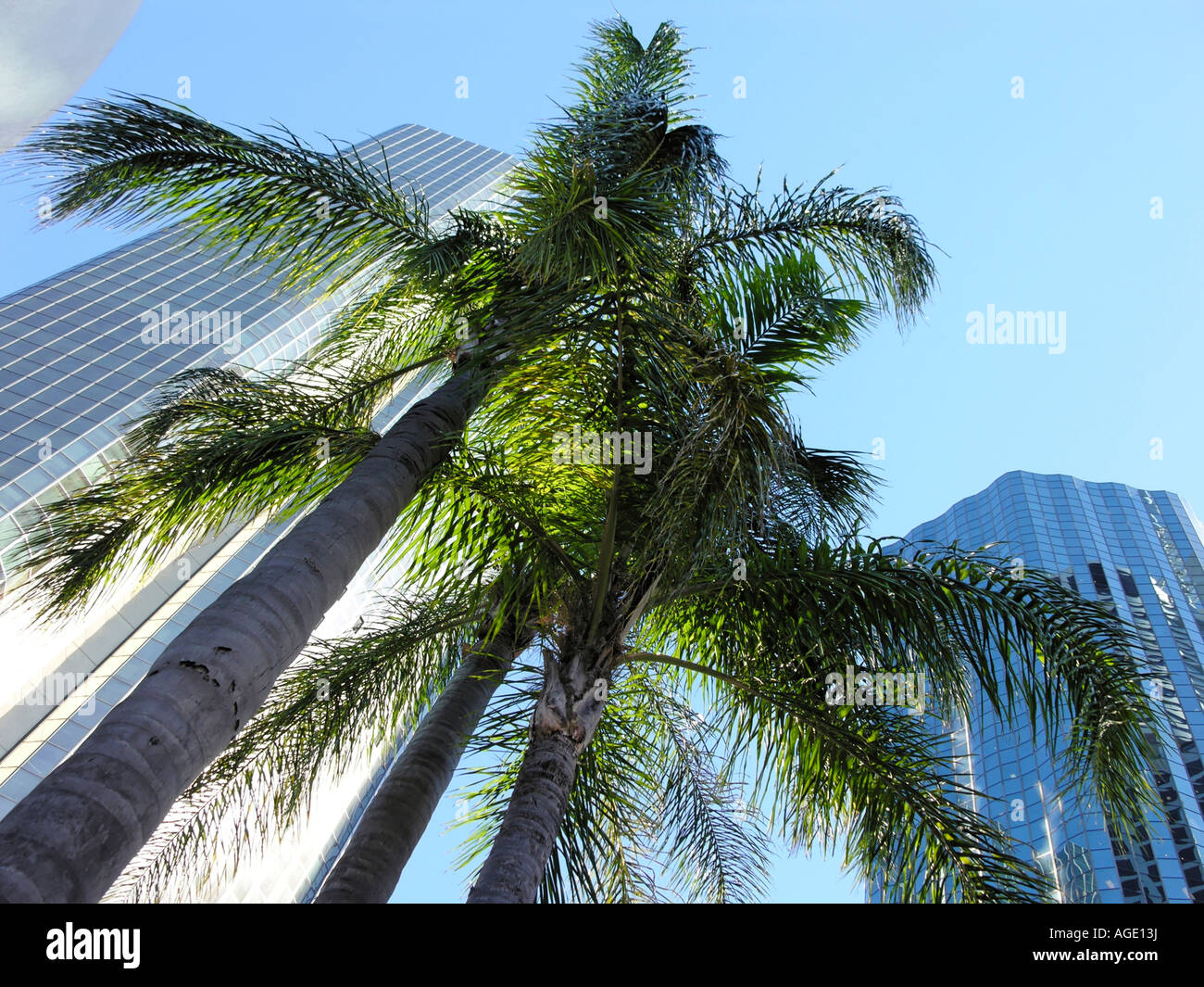Brisbane Queensland Australia CBD palm trees and office towers Stock