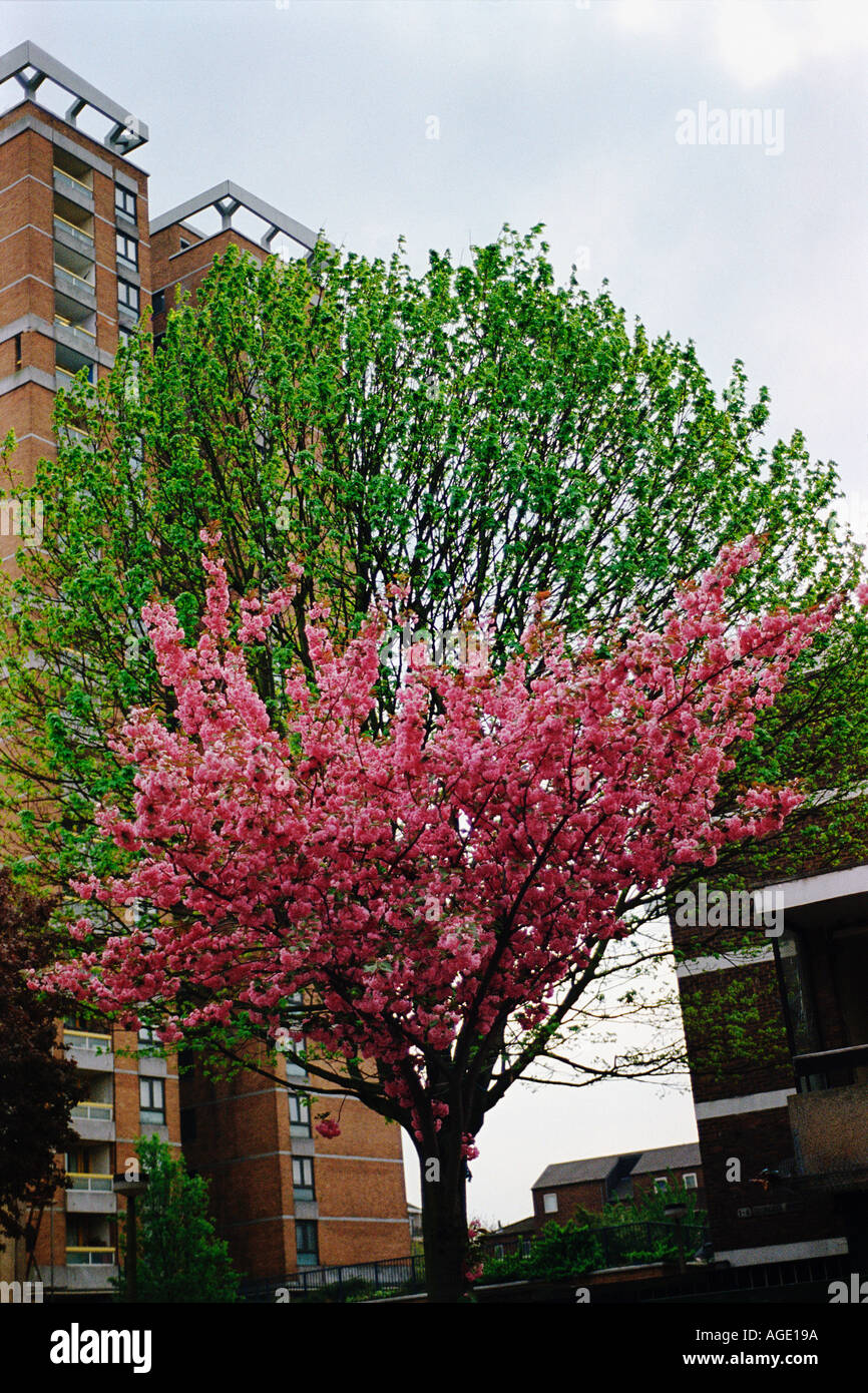 two trees one green one purple at spring council estate tower block in background Hackeny London England Stock Photo