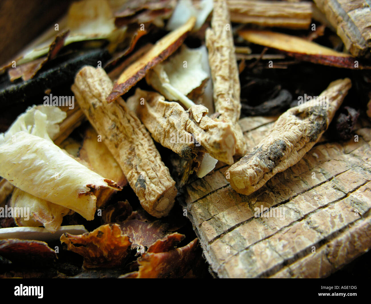 Traditional Chinese Medicine dried herbs including Codonopsis