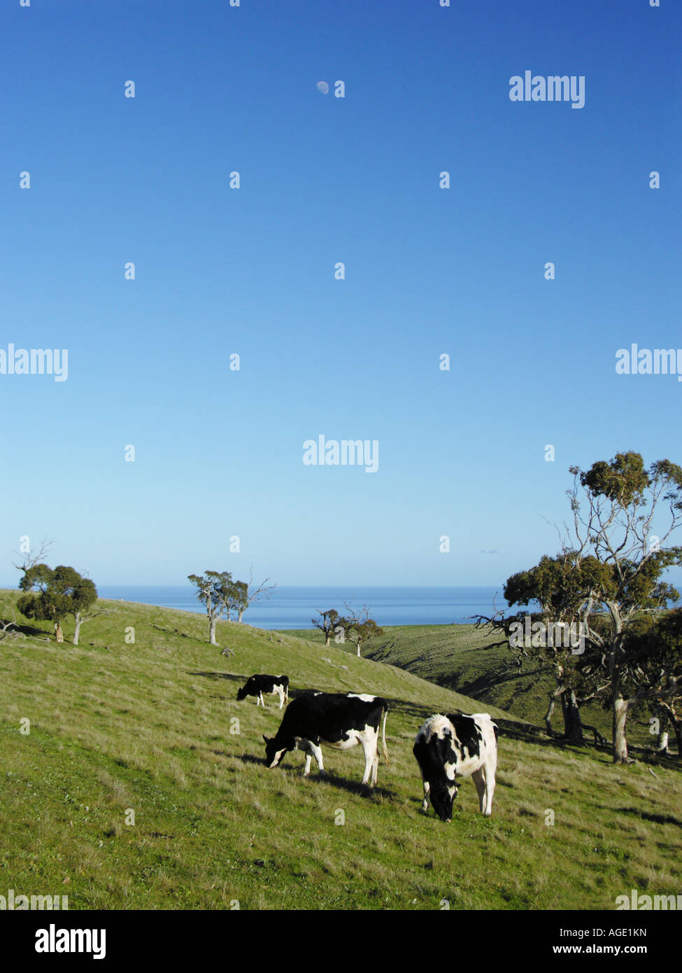 Grazing australia cattle hi-res stock photography and images - Alamy