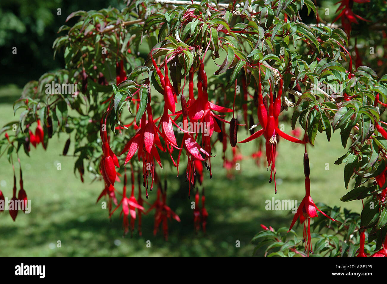 Red Fuchsia Stock Photo