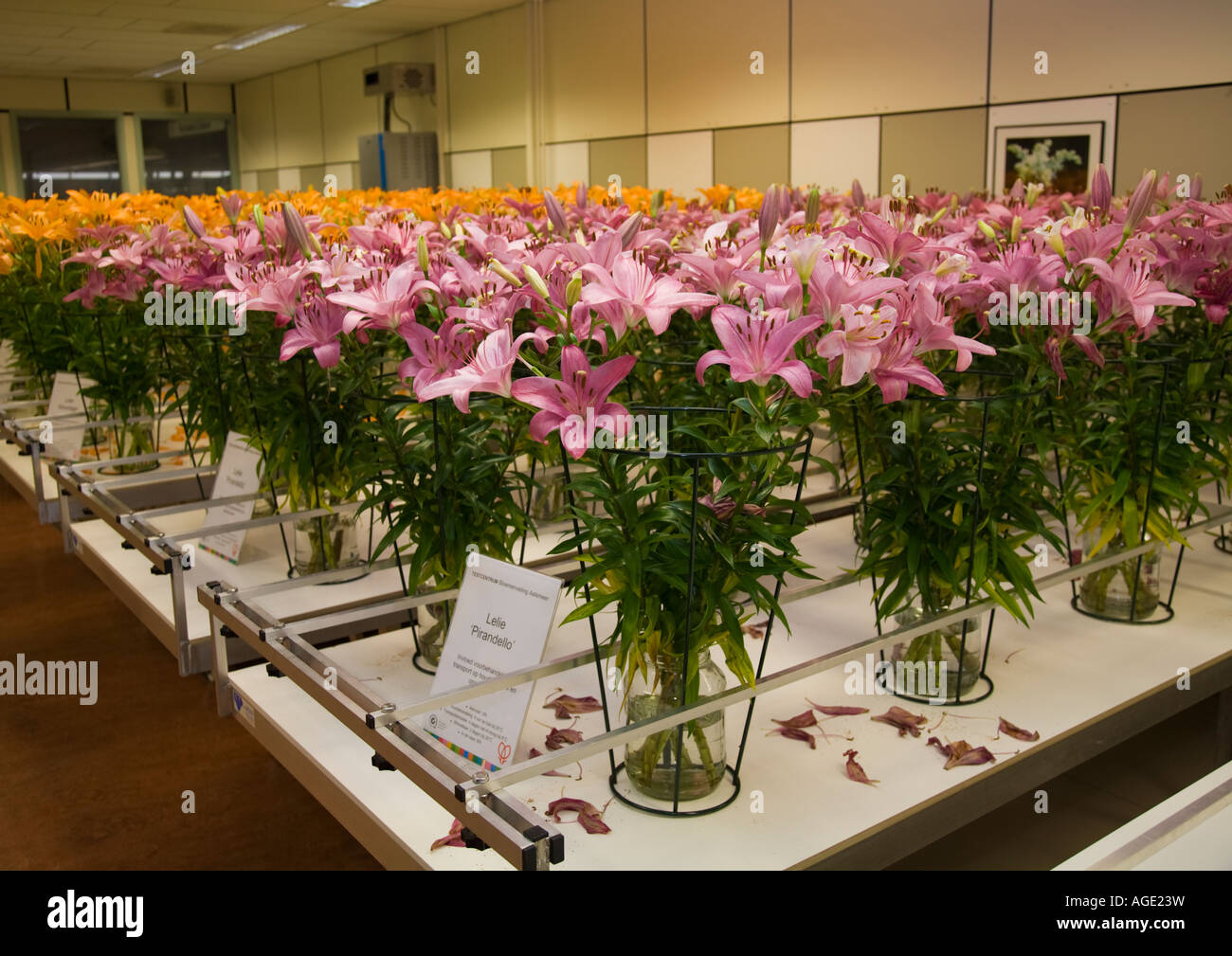 Flowers in the test room at Aalsmeer Bloemenveiling Stock Photo