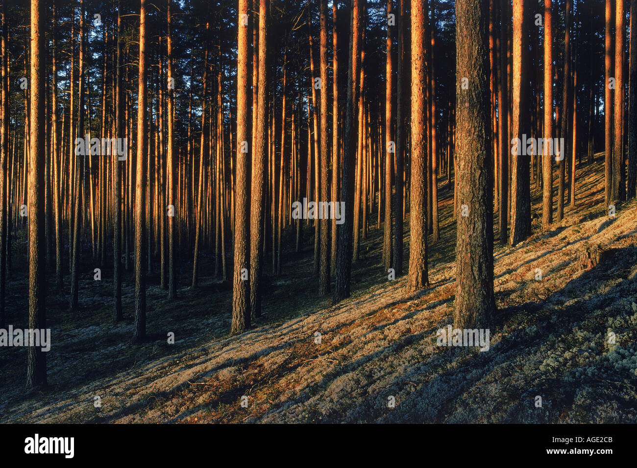 Trunks of cultivated pine trees at sunset in Sweden Stock Photo