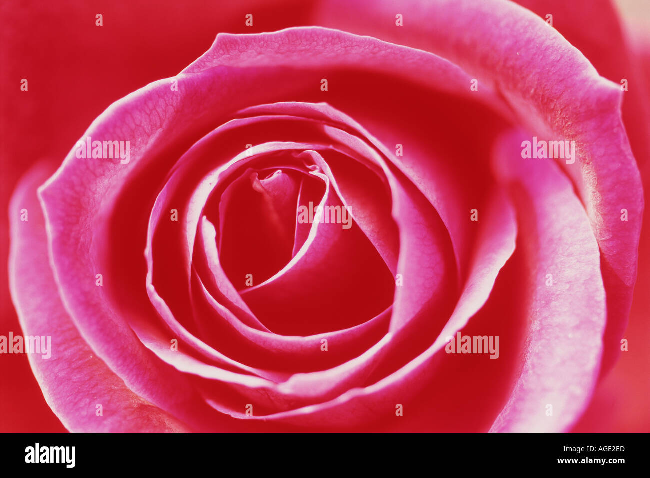 Artistry of nature offered in red rose Stock Photo