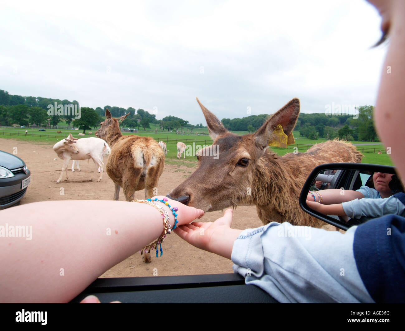 mother and young son feeding the deer at Longleat from the car Stock