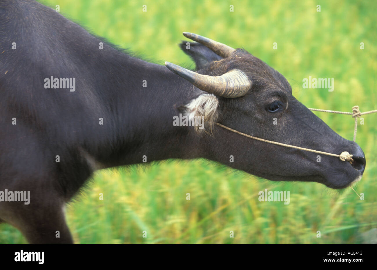 Water Buffalo Stock Photo